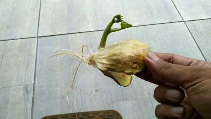 cara paling mudah menumbuhkan biji labu siam