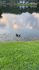 Helping a Duckling Return to Mother That was Caught by Weimaraner
