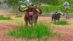 Giant Bulls Vs Zombie Snake Titanoboa Animal Fight   Giant Bulls Rescue Baby Bull From Giant Snake