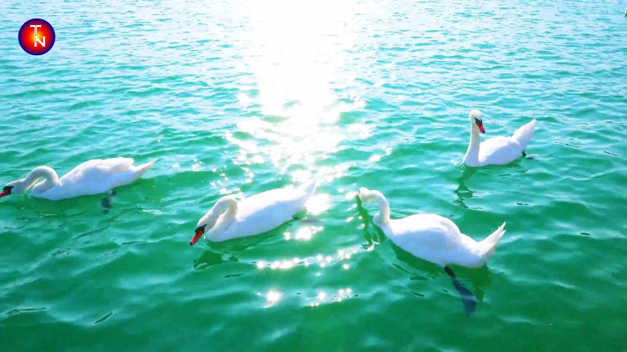 মাকে নিয়ে সুন্দর একটি ইসলামীক সংগীত | Make Niye Sundor Akti Islamic Songit | মোঃ আব্দুল হালিম | নতুন ইসলামীক সংগীত | বাংলা গজল | All Bangla Gojol | Talabah Naat