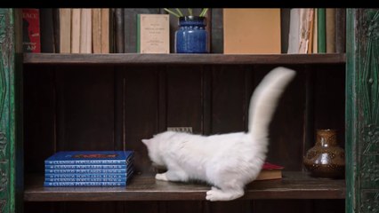 Funniest Animal Videos 2022 - Cute Cats & dogs Video Compilation # 1 || Awful Funny Animals