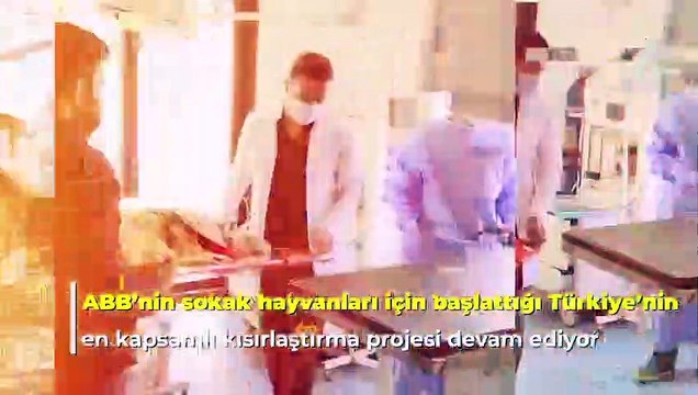 Mansur Yavaş: ''2 sene içinde sokak hayvanları popülasyonunu kontrol altına almayı hedefliyoruz''