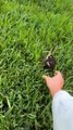 Helping a Duckling Return to Mother That was Caught by Weimaraner