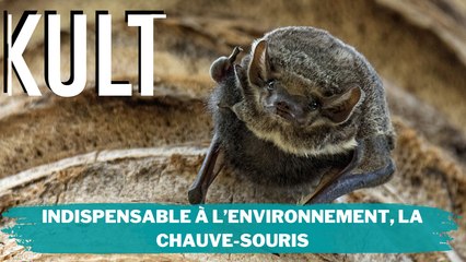 Indispensable à l’environnement, la chauve-souris