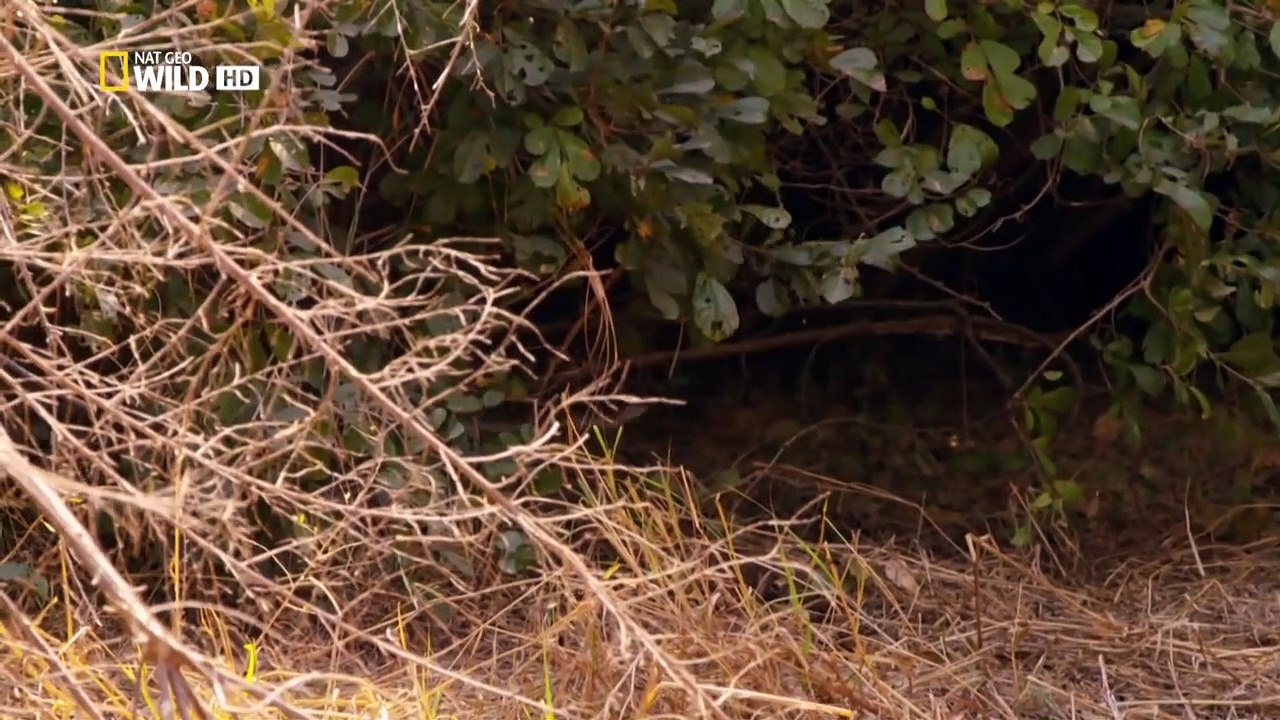 Afrikas Jäger Staffel 1 Folge 1 HD Deutsch