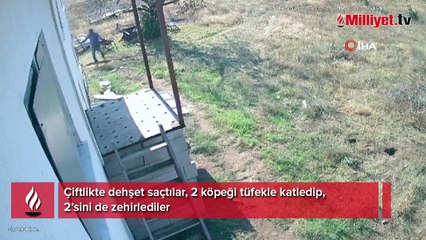 Çiftlikte dehşet! 2 köpeği tüfekle katledip 2'sini zehirlediler