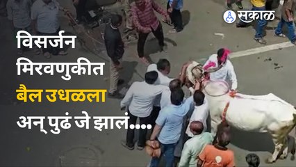 Ganesh Visarjan 2022 Live Updates : बेलबाग चौकात भर मिरवणुकीत उधळला बैल