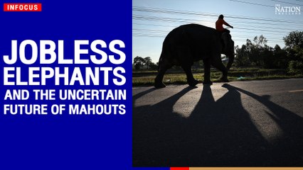 Jobless elephants and the uncertain future of mahouts | The Nation
