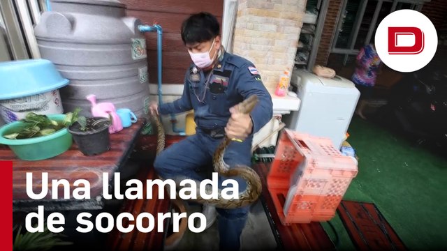 Cazadores de serpientes en Bangkok: Una llamada de socorro cada 15 minutos