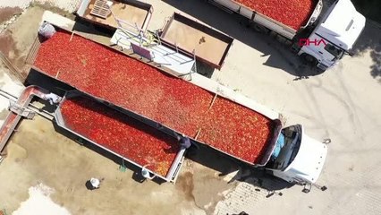 KULACALI KADINLARIN ÜRETTİĞİ 1400 TON BİBER SALÇASI HOLLANDA'YA İHRAÇ EDİLECEK