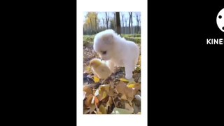 || BEAUTIFUL   PUPIES||  FUNNY  DOGS   AND CATS ||   TRENDING  VIDEOS||