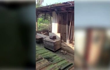 Jararaca é encontrada a 2,5m de altura em Jaraguá do Sul