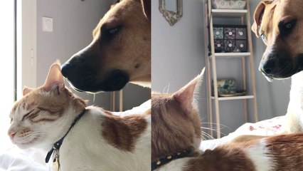 'Cat feels annoyed by adorable dog's love'