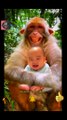 Cute Baby and Monkeys Good Smiled Videos 2022 #animals  #funny