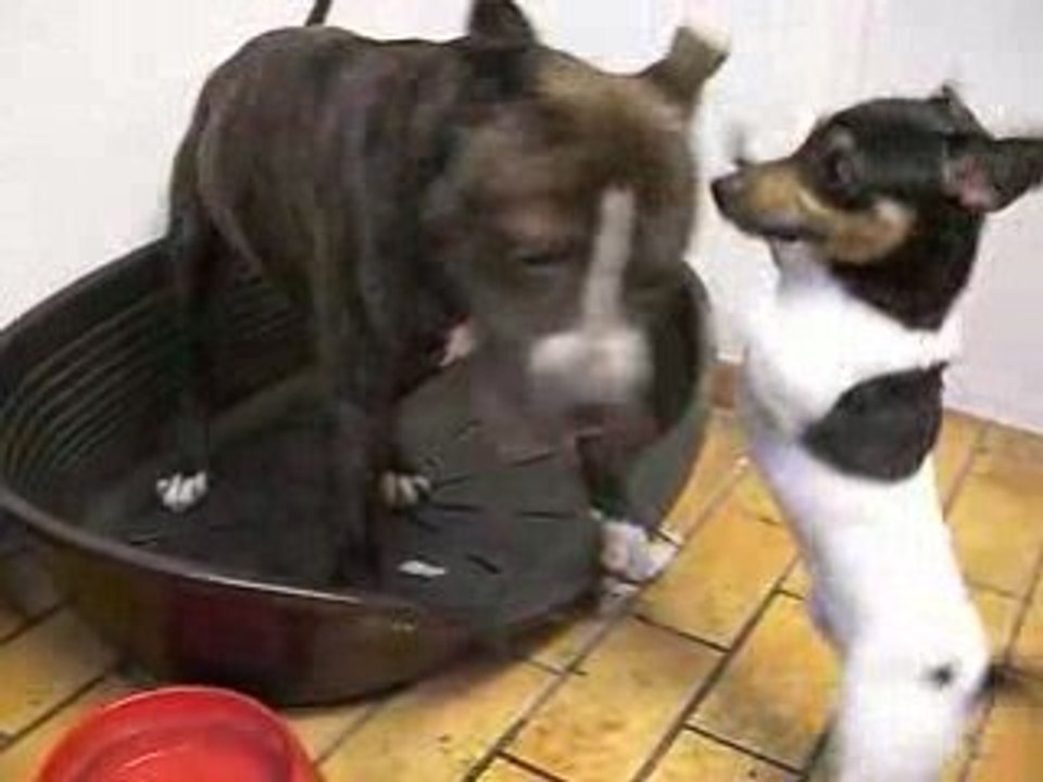 Aiki dominé par Jack.. The Russel ^^ le viol