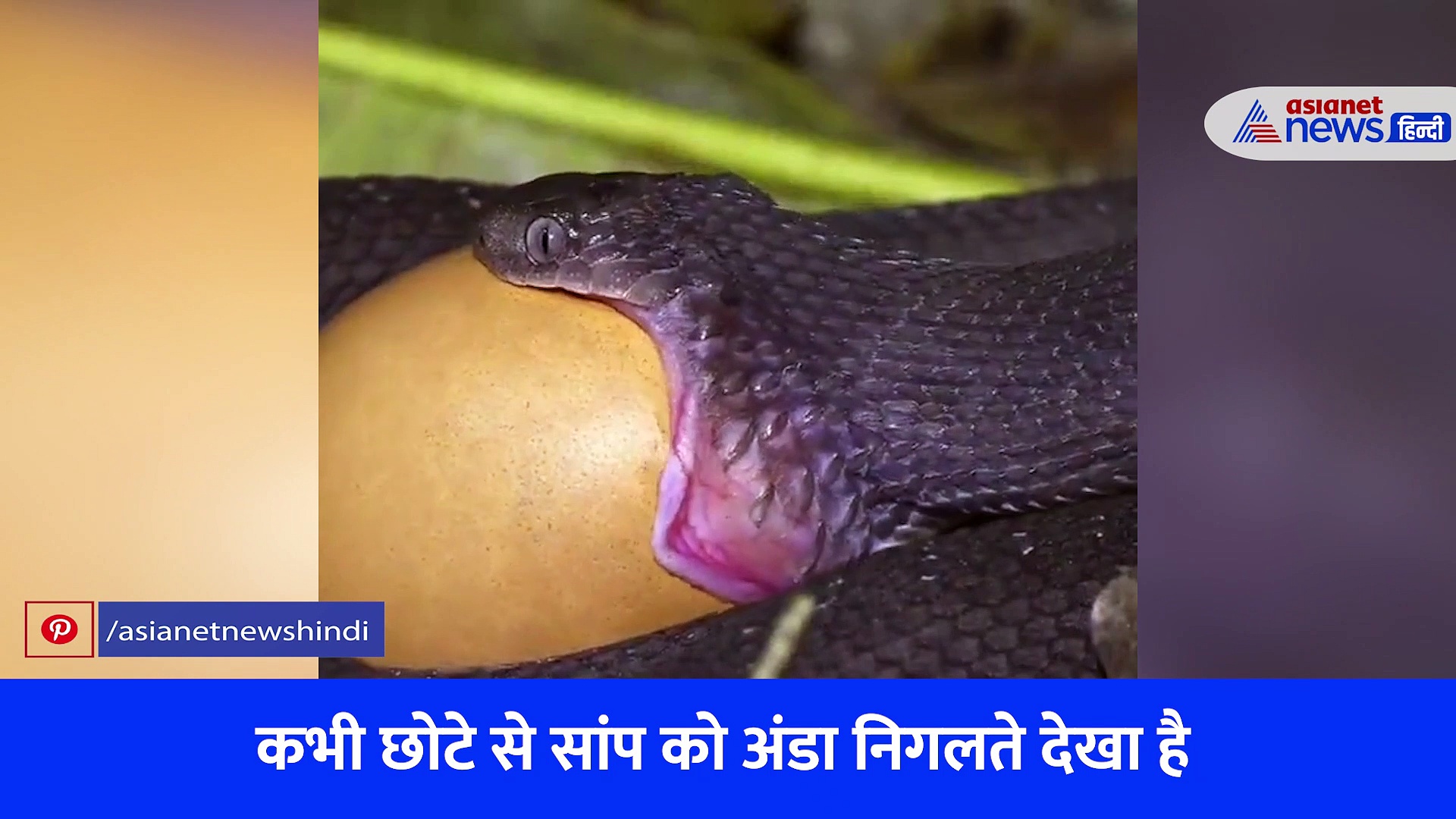 छोटे से सांप ने ऐसे निगल लिया पूरा अंडा, लोग बोले बेहद डरावना है... देखें Video 