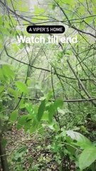 Green_Snake_#wildlife #song_#wild_#4k_#shorts_#animal_#wildlife