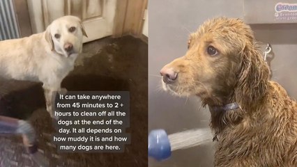 Daycare worker shows how all dirty dogs are cleaned before the end of day