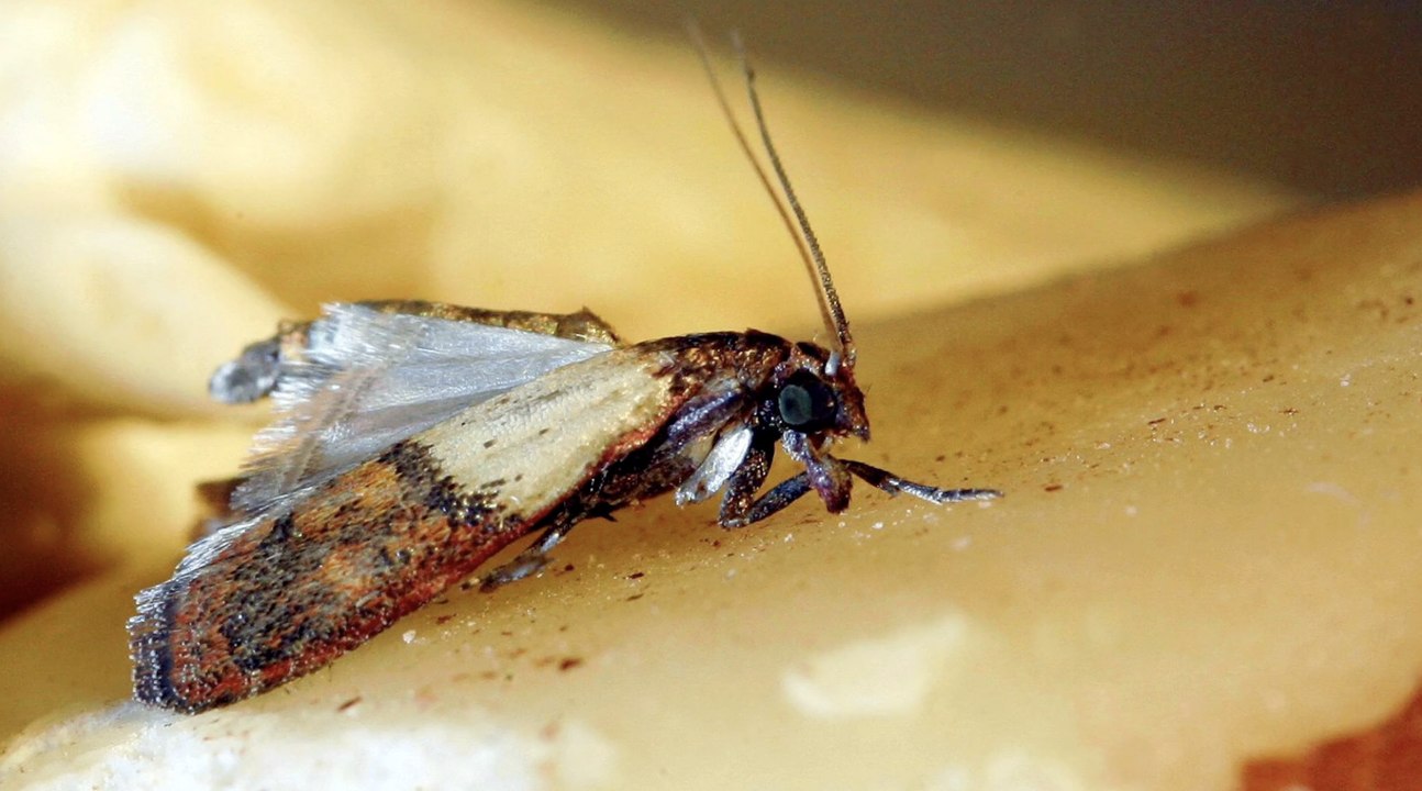 Lebensmittelmotten bekämpfen: So funktioniert's!