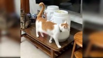 Funny Animals Videos | Funny Cat And Dog Videos | Funny Animals Moments