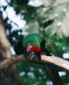 Beautiful birds Parrots