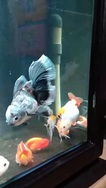Menfish "PERANG MULUT"