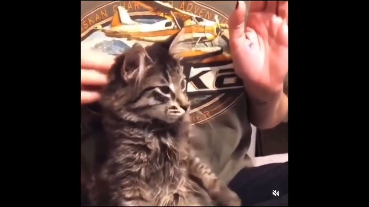 Funny Cat Videos Compilation