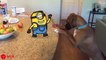 How Cute  Little Kitten vs Minions Animation Minions in Real Life Funniest Cats And Dogs Videos