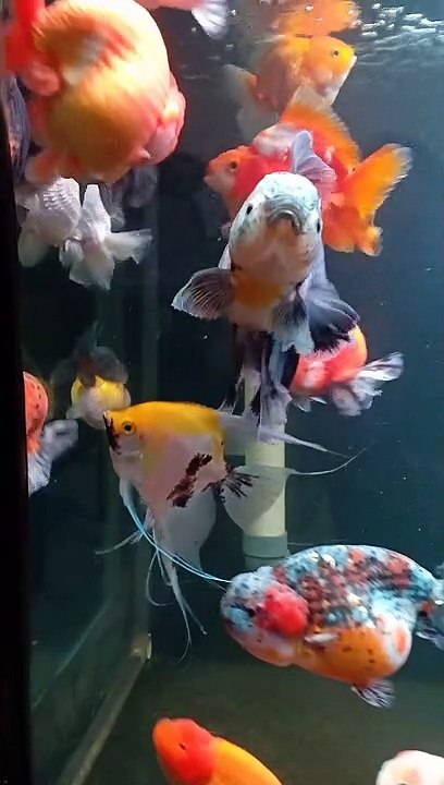 Goldfish In Da'House