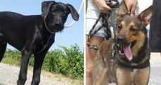 Perpignan : des policiers escortent des chiens donneurs de sang en urgence pour sauver une chienne blessée