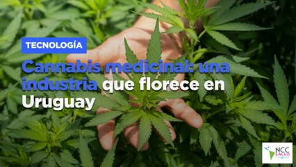 Cannabis medicinal: una industria que florece en Uruguay