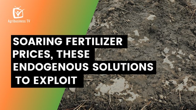 Burkina Faso: Soaring fertilizer prices, these endogenous solutions to exploit