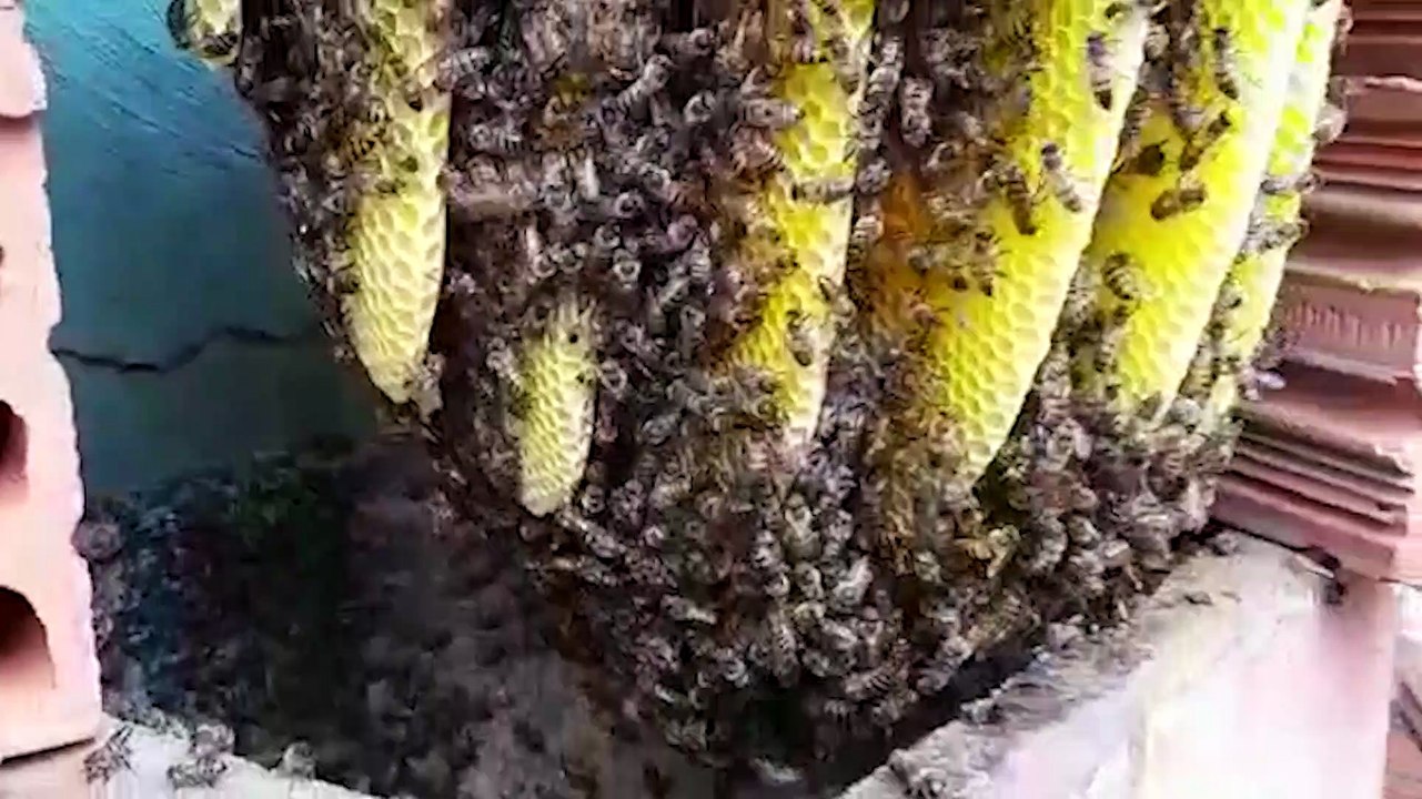 Defesa Civil remove enxame de abelhas no Bairro Cataratas