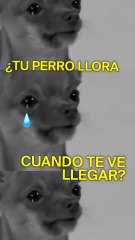 Los perros también lloran de felicidad