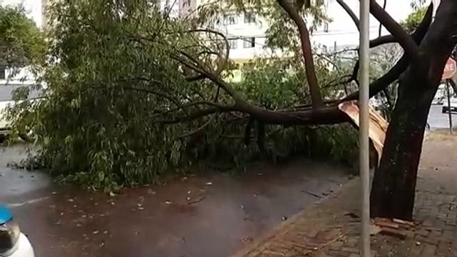 Tronco de árvore lasca no Centro e galhos caem sobre a via, deixando trecho parcialmente interditado