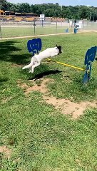 Le saut du chien atterrit court - Buzz Buddy