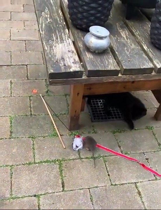 Tom et Jerry dans la vraie vie avec des chatons...