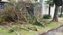 Rede de proteção de construção atinge galhos de árvore e derrubam cabos de energia no Country