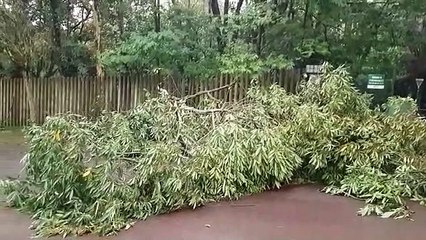 Acesso à Rua Sete de Setembro, ao lado do Parque Tarquínio, fica interditado após queda de árvore