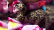 ¡Qué ternura! El hermoso bebé felino que rescataron en cañaduzal de Tuluá