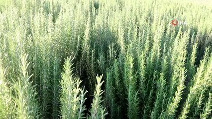 Tıbbi bitki üretimi artıyor