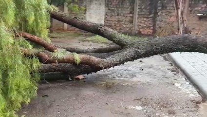Duas árvores caem na mesma rua em poucos metros de distância