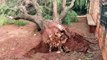 Árvore de grande porte cai e interdita portão de residência no Morumbi