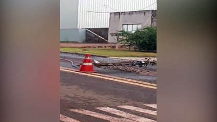 Árvore e poste elétrico ficam caídos no meio da Rua Loyola no Bairro Brasmadeira