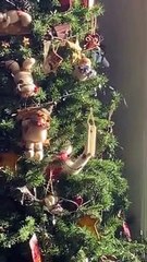 Cat Plays in Christmas Tree