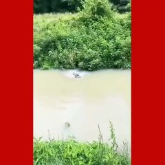 ஆற்றில் விழுந்த மான் குட்டியை துரிதமாக செயல்பட்டு காப்பாற்றிய நாய்