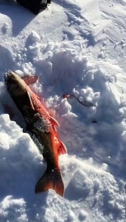 A Big Fish is Pulled from the Ice
