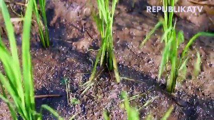 Pupuk Indonesia Targetkan 1.000 Kios Pupuk Setiap Tahun