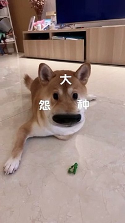 汪汪队