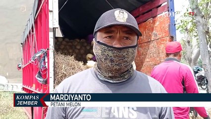 Petani Buah Melon Di Madiun Meraup Untung Di Musim Kemarau